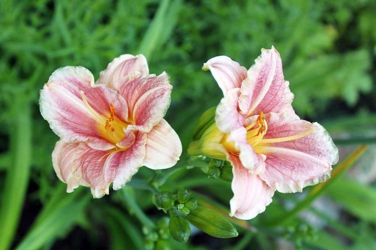 Лилейник - фото