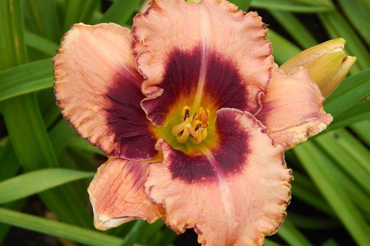 Лилейник - фото