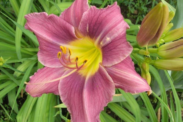 Лилейник - фото