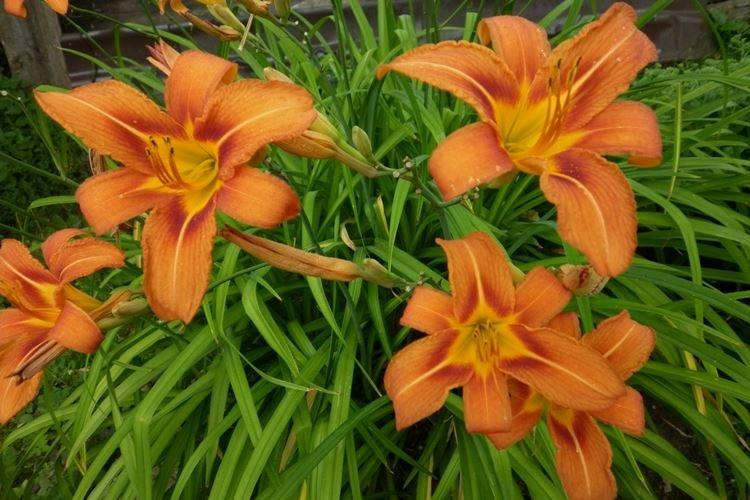 Лилейник - фото