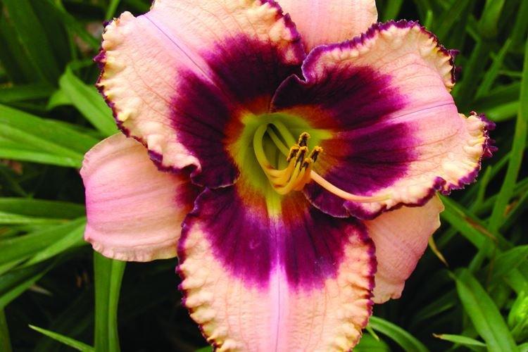 Лилейник - фото