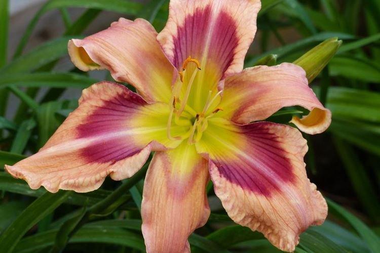 Лилейник - фото