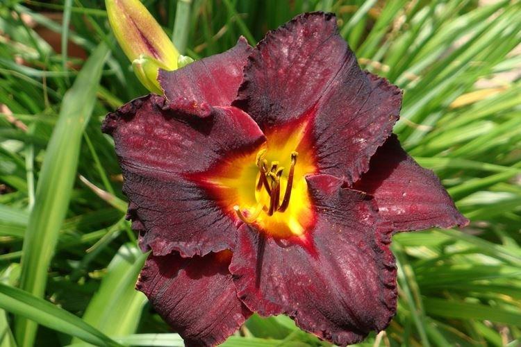 Лилейник - фото