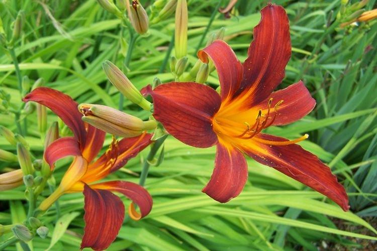 Лилейник - фото