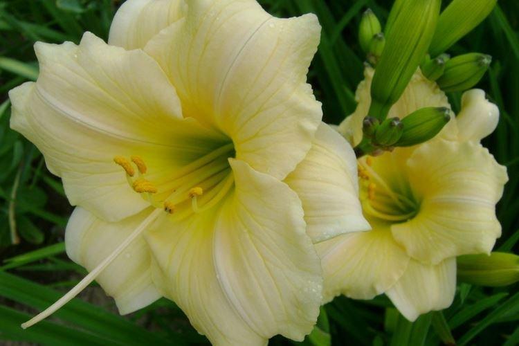 Лилейник - фото