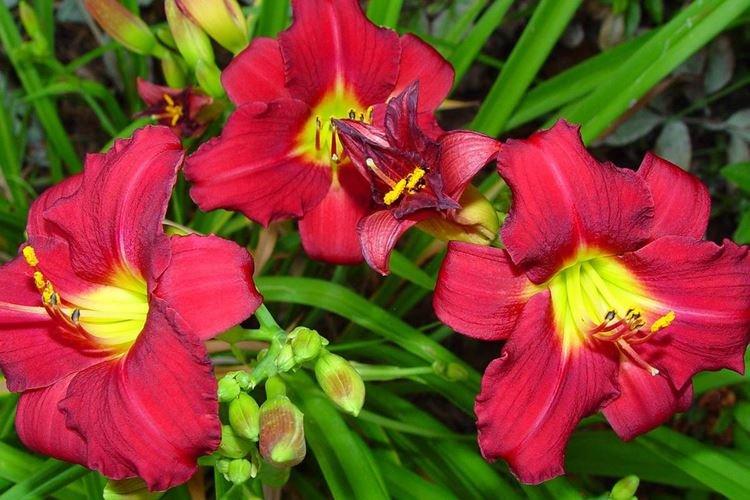 Лилейник - фото