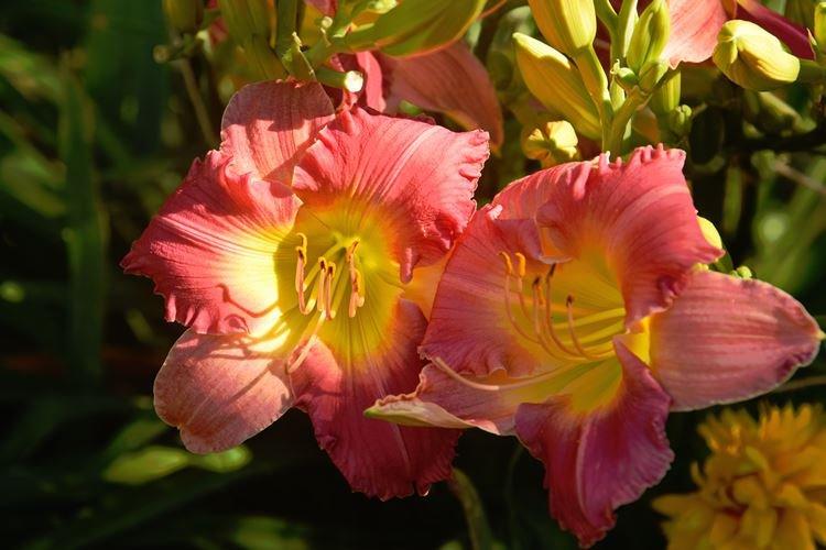 Лилейник - фото