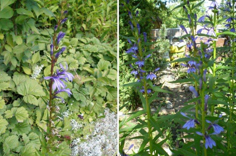 Сидячелистная лобелия - Виды лобелии