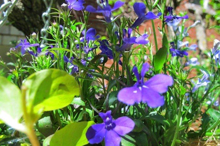 Температура - Уход за лобелией