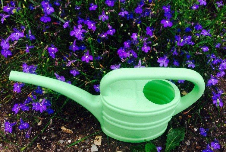 Полив - Уход за лобелией