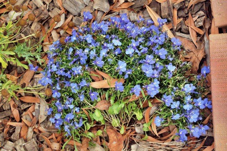 Почва - Уход за лобелией