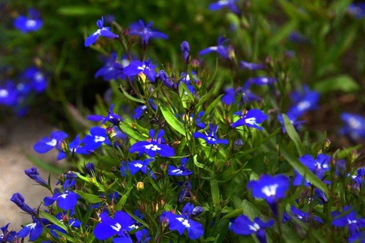 Лобелия – фото