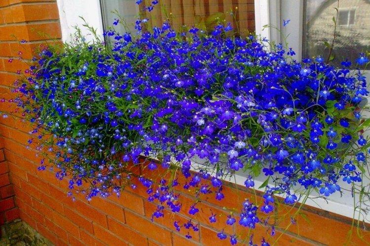 Лобелия – фото