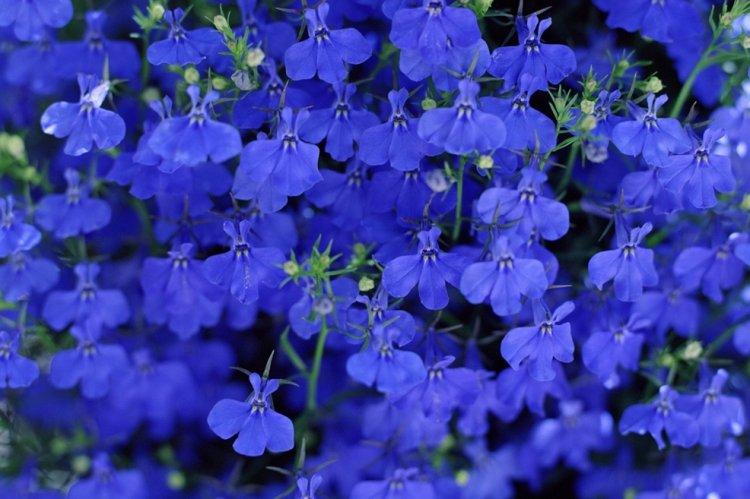 Лобелия – фото