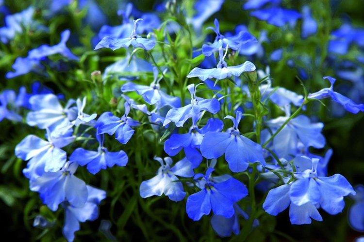 Лобелия – фото