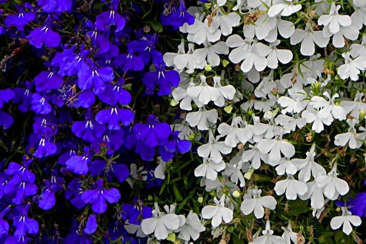 Лобелия – фото