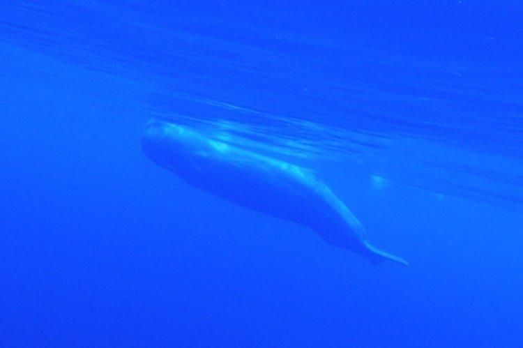 Азорские острова 3D - Лучшие фильмы про акул