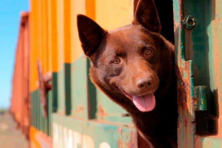 Рыжий пес - Лучшие фильмы про путешествия