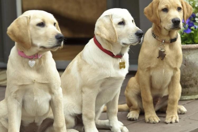 20 лучших фильмов про собак