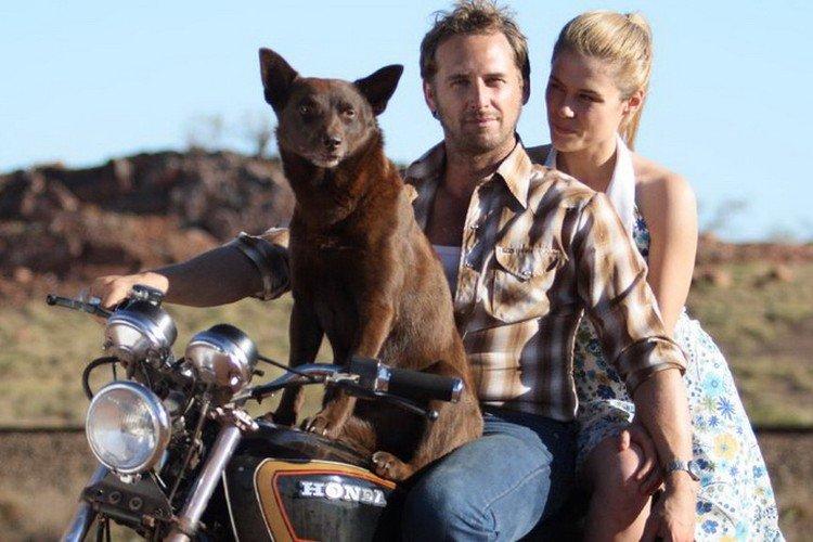 Рыжий пес - лучшие фильмы про собак