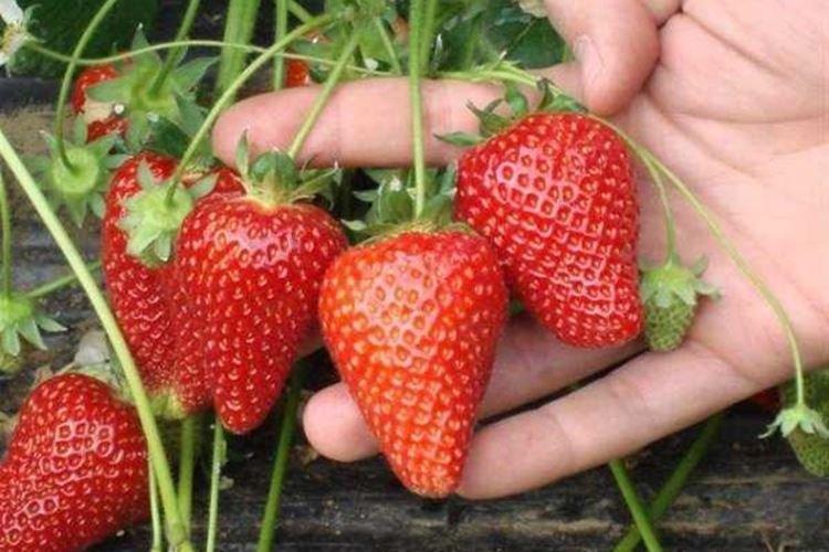 Женева - Лучшие ремонтантные сорта клубники