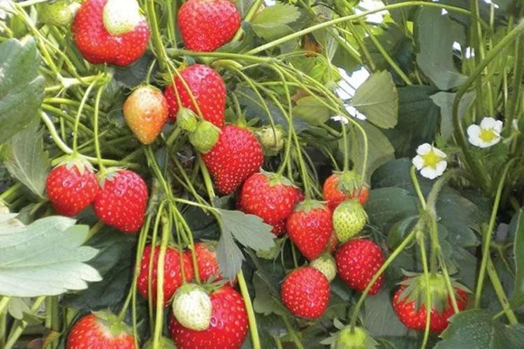 Барон Солемахер - Лучшие ремонтантные сорта клубники