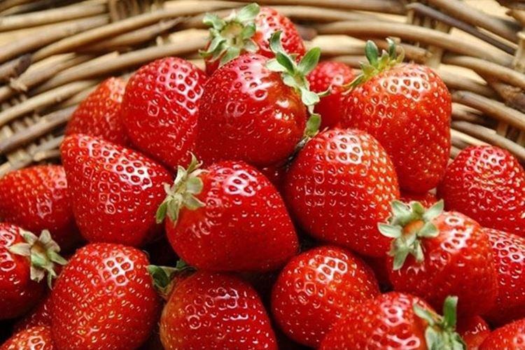 Портола - Лучшие ремонтантные сорта клубники