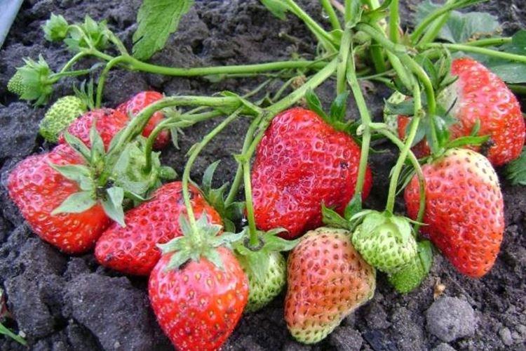 Королева Елизавета II - Лучшие ремонтантные сорта клубники