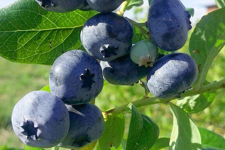 Блюкроп - Лучшие сорта голубики для Подмосковья