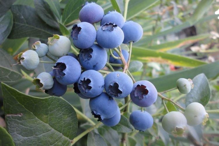 Река - Лучшие сорта голубики для Подмосковья