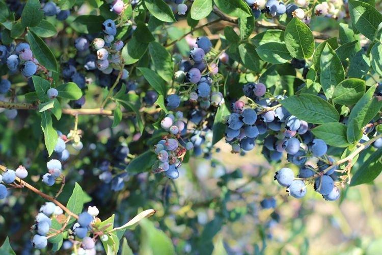 Блюрей - Лучшие сорта голубики для Подмосковья