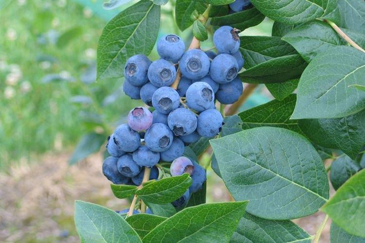 Нортблю - Лучшие сорта голубики для Подмосковья