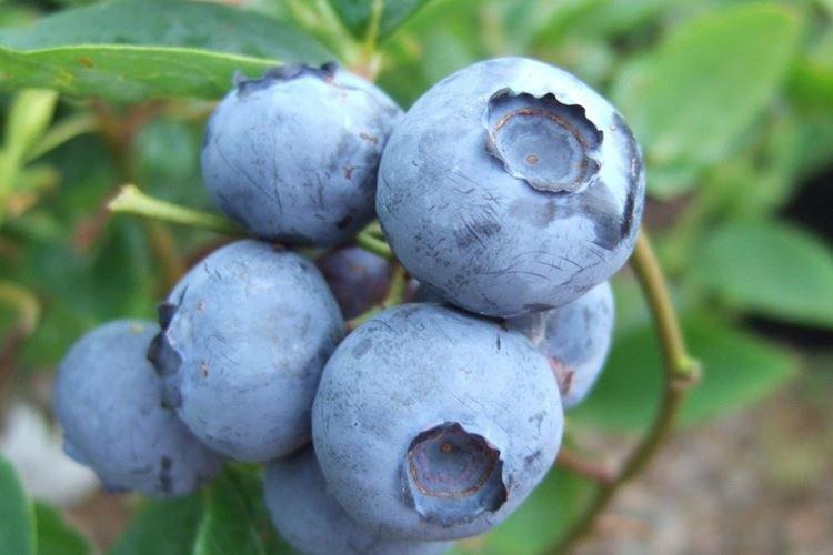 Блюголд - Лучшие сорта голубики для Подмосковья