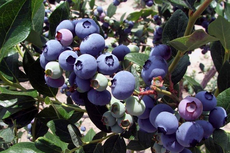 Элизабет - Лучшие сорта голубики для Подмосковья