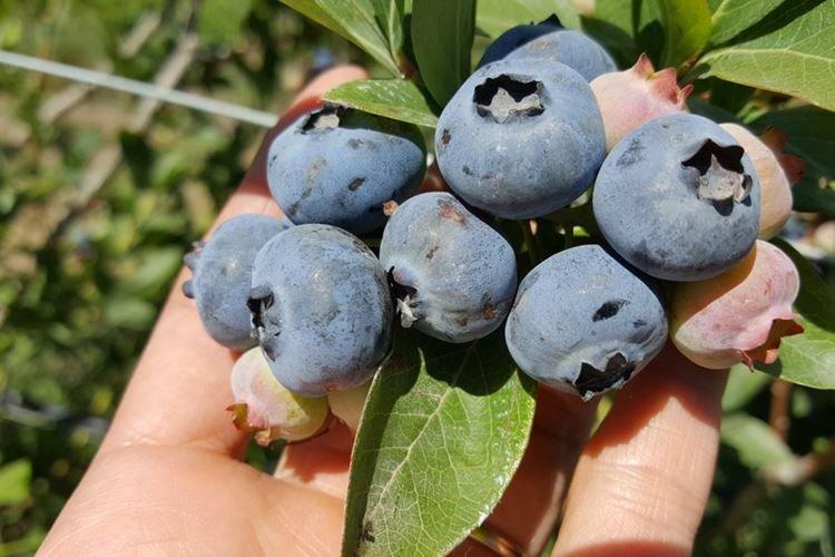 Чиппева - Лучшие сорта голубики для Подмосковья