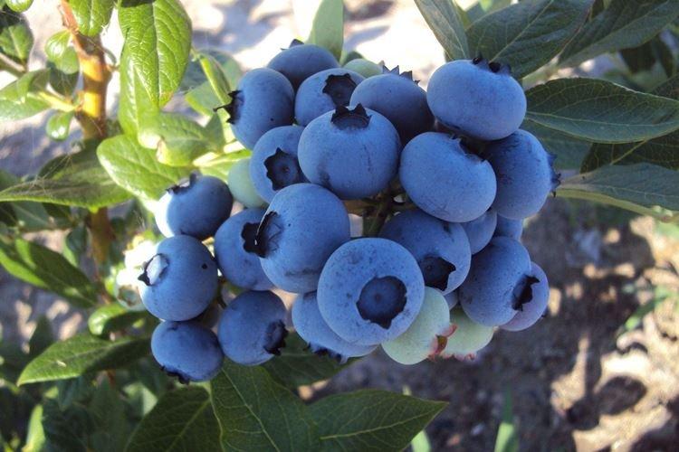 Дюк - Лучшие сорта голубики для Подмосковья