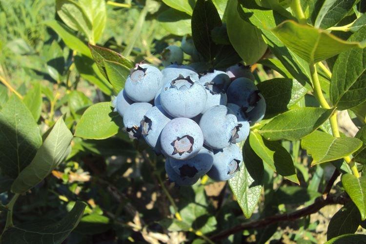 Беркли - Лучшие сорта голубики для Подмосковья