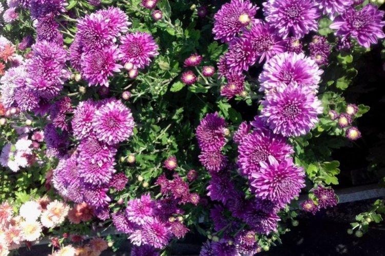 Дальневосточница - Ранние сорта хризантем
