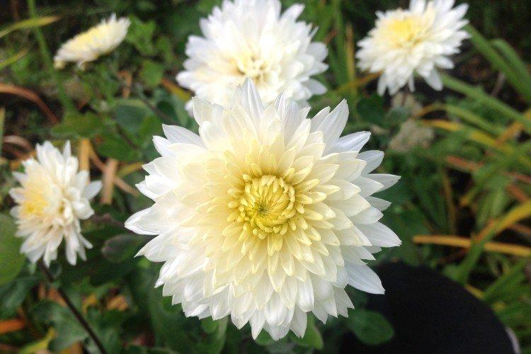 Умка - Средние сорта хризантем