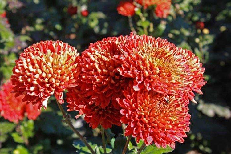 Дипломат - Средние сорта хризантем