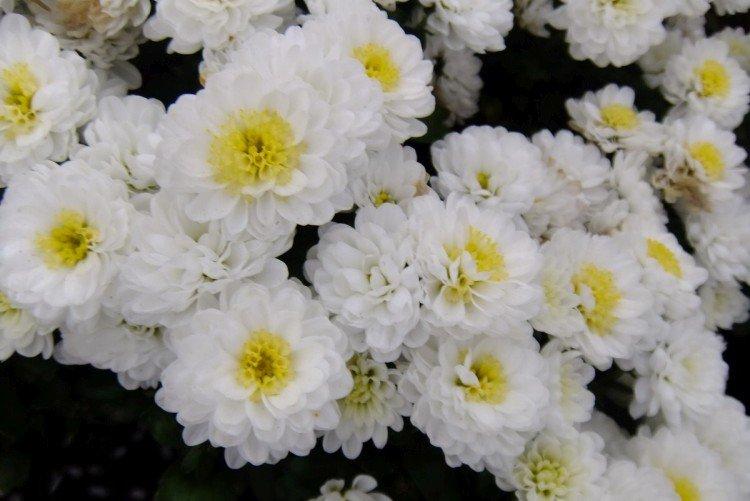 Эльф - Поздние сорта хризантем