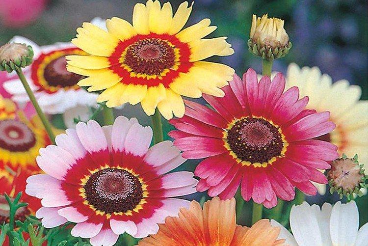 Радуга - Лучшие однолетние сорта хризантем