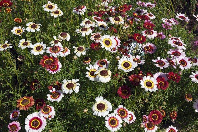 Маскарад - Лучшие однолетние сорта хризантем