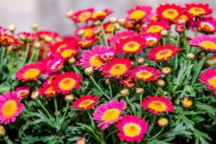 Атрокоцениум - Лучшие однолетние сорта хризантем