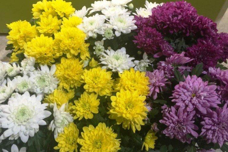 Зембла - Лучшие многолетние сорта хризантем