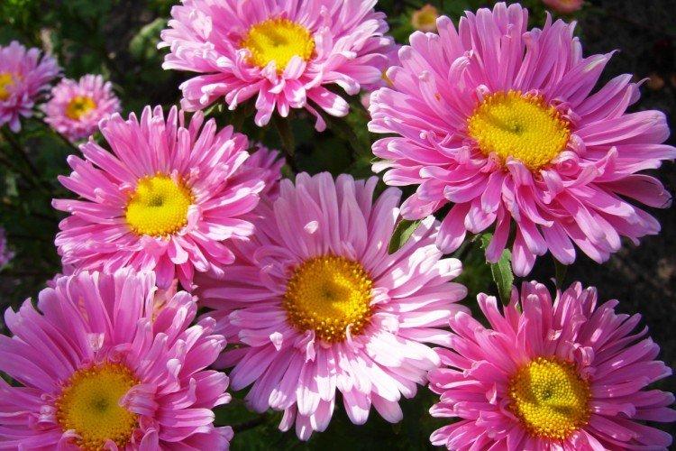 Аленушка - Лучшие многолетние сорта хризантем