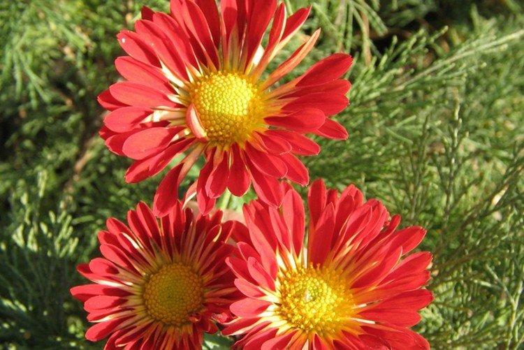 Вечерние огни - Популярные мелко- и среднецветковые сорта хризантем