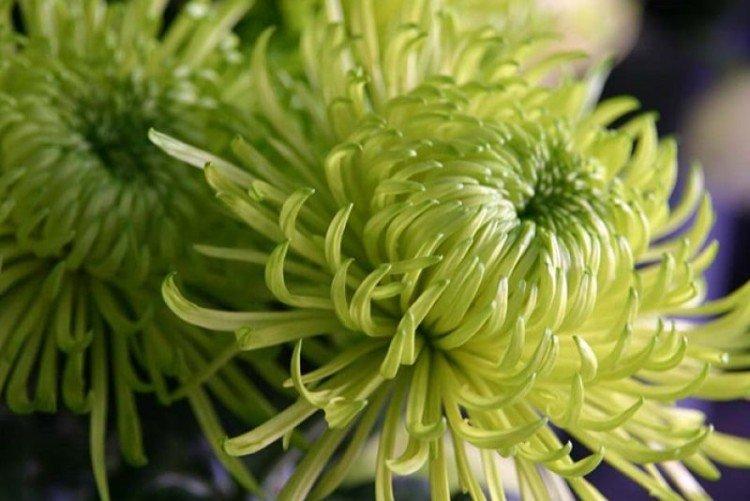 Шамрок - Популярные крупноцветковые сорта хризантем