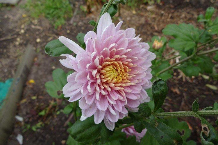 Розовый фламинго - Лучшие сорта хризантем для Урала и Сибири