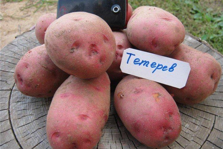Тетерев - Поздние сорта картофеля